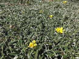 DYMONDIAS - DYMONDIA MARGARETAE