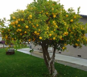 LIMON GENOVA 1,20 A 1,60