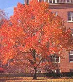LIQUIDAMBAR - STYRACIFLUA 1,20 A 1,50
