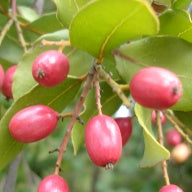 PEUMO CRYTOCARYA ALBA  1,80 A 2,00
