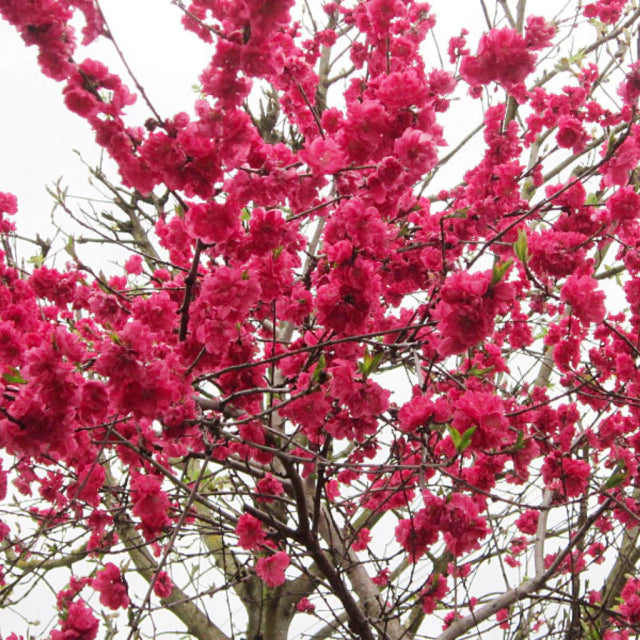 DURAZNO DE FLOR - PRUNUS  PERSICA 1,40 A 1,80