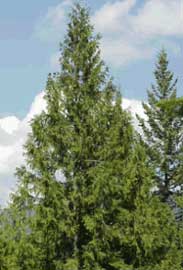 THUJA COMUN - ARBOL DE LA VIDA 1,50 A 2,00